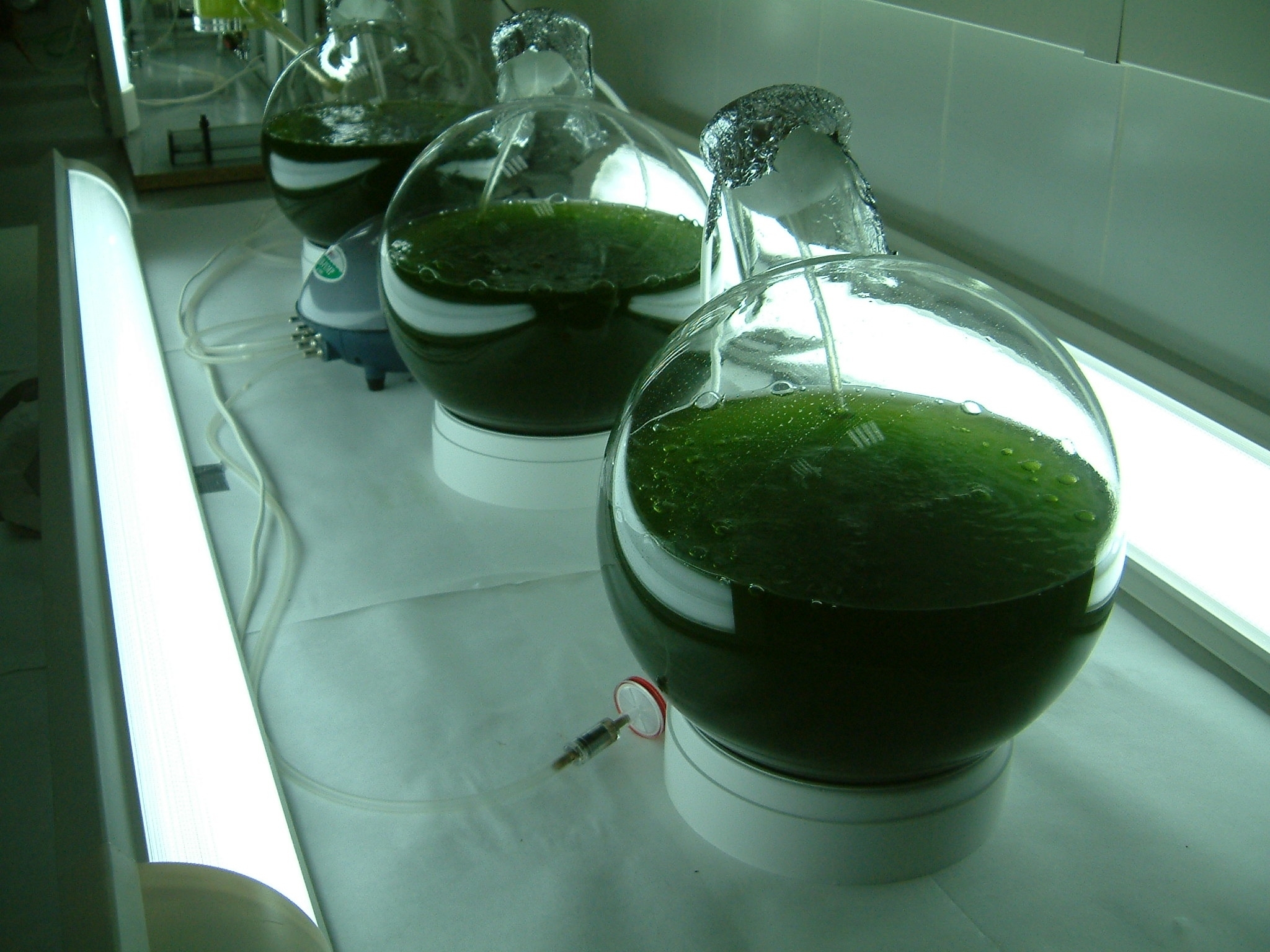 Производство водорослей. Микроводоросли хлорелла. Микроводоросли биотопливо. Микроводоросль хлорелла биотопливо. Хлорелла биотехнология.